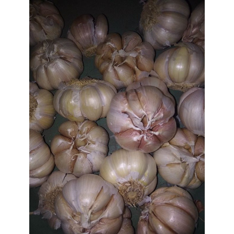 

Bawang Putih / Bumbu Dapur / Bawang