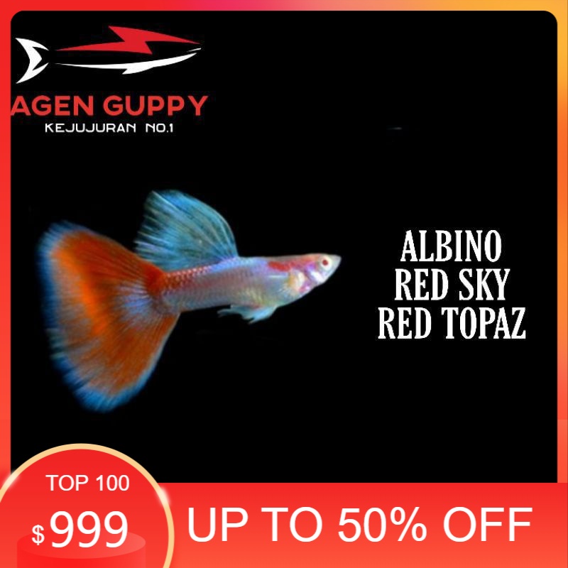 

Packing Styrofoam Guppy Albino Red Sky