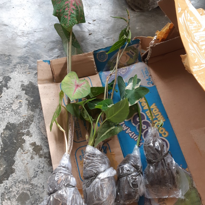 Tanaman Hias Keladi Wedlandi