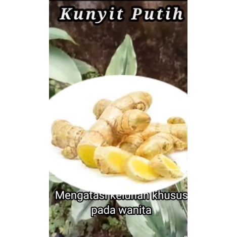 

kunyit putih 500gram