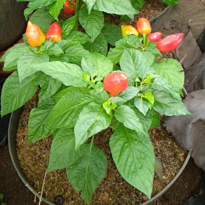Jual tanaman cabai paprika - pohon cabai paprika _ - tanaman hias