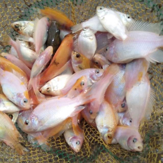 ketapang37