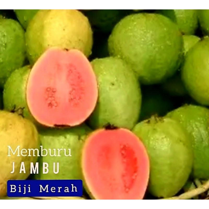 

JAMBU BIJI MERAH CITAYAM FRESH