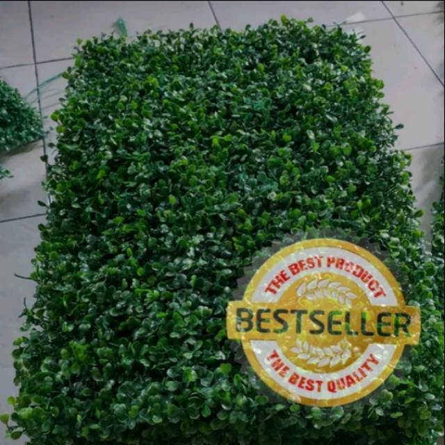 Daun Hias Rambat Dolar Plastik Kotak
