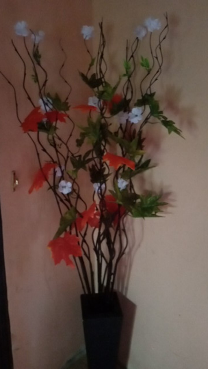 Bambu Ulir Daun Maple