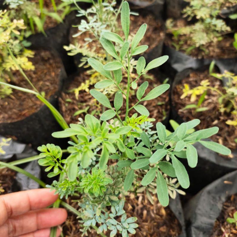 Bibit Tanaman Obat Daun Inggu