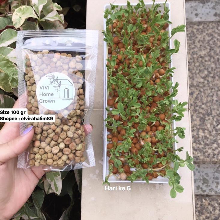 

B0D♡ Benih Biji Kacang Kapri 100gr Snow Peas Tomiau PeaShoots Pea Shoots Taomiao Microgreen Harga Mu