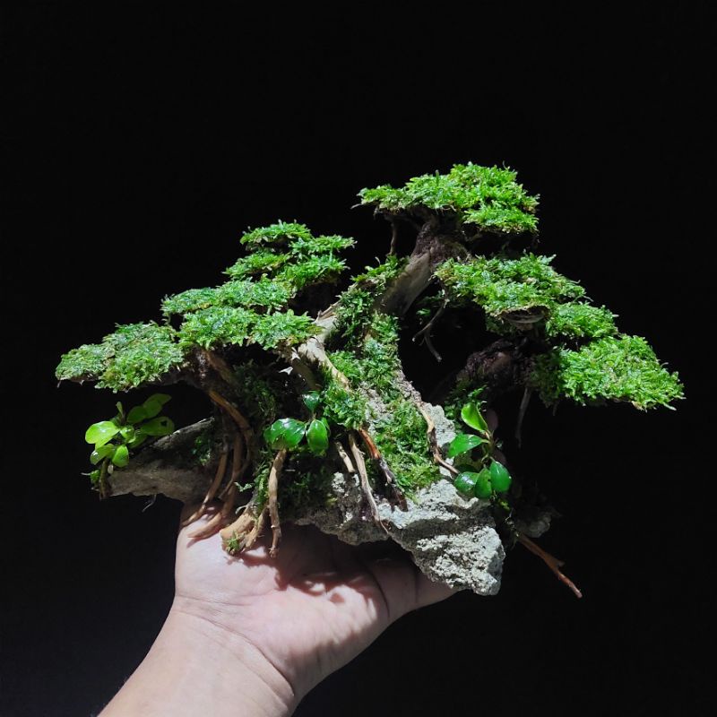 Hardscape Bonsai Tebing Aquarium Aquascape