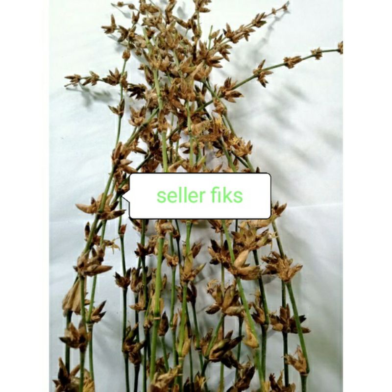 20 BATANG BUNGA BAMBU ATAU BUNGA PRING SEGAR