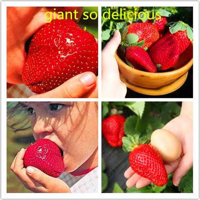 Tanaman Hidup Benih Buah Stroberi Raksasa / Giant Strawberry Isi 30 Butir Kd1