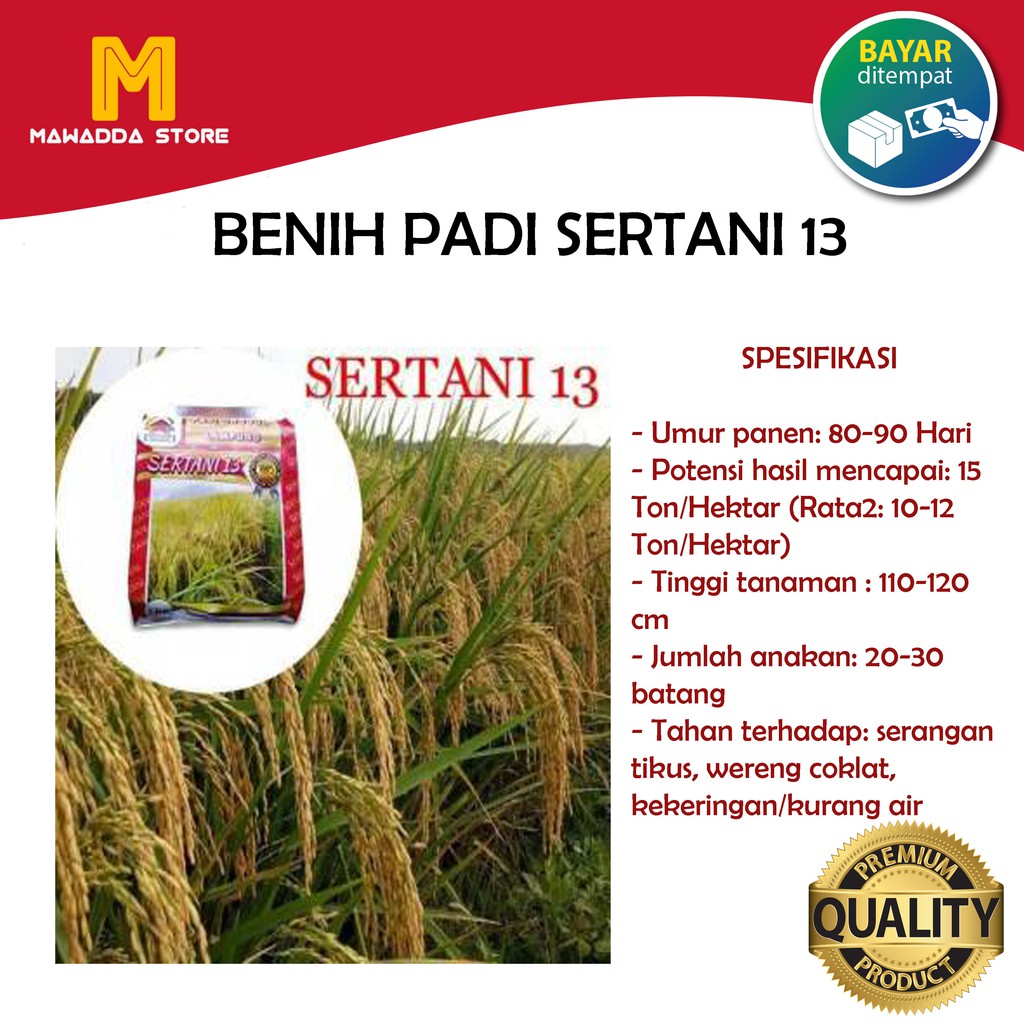Benih Padi Unggul Sertani 13 Bibit Premium