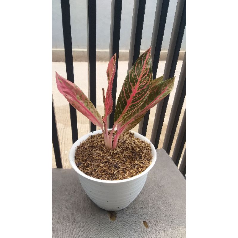 aglonema red sumatra mutasi / pos mutasi