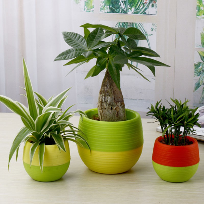 Mini Pot Bunga Hias Kaktus Tanaman (5 PCS) - Multi Color