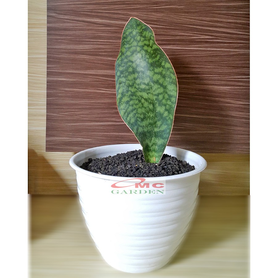 Lidah Mertua Sansevieria Sansivera Sansiviera Sensiviera Masoniana Giant Whale Fin Centong Jumbo LM-