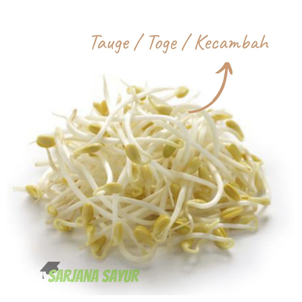 

Kecambah / Tauge