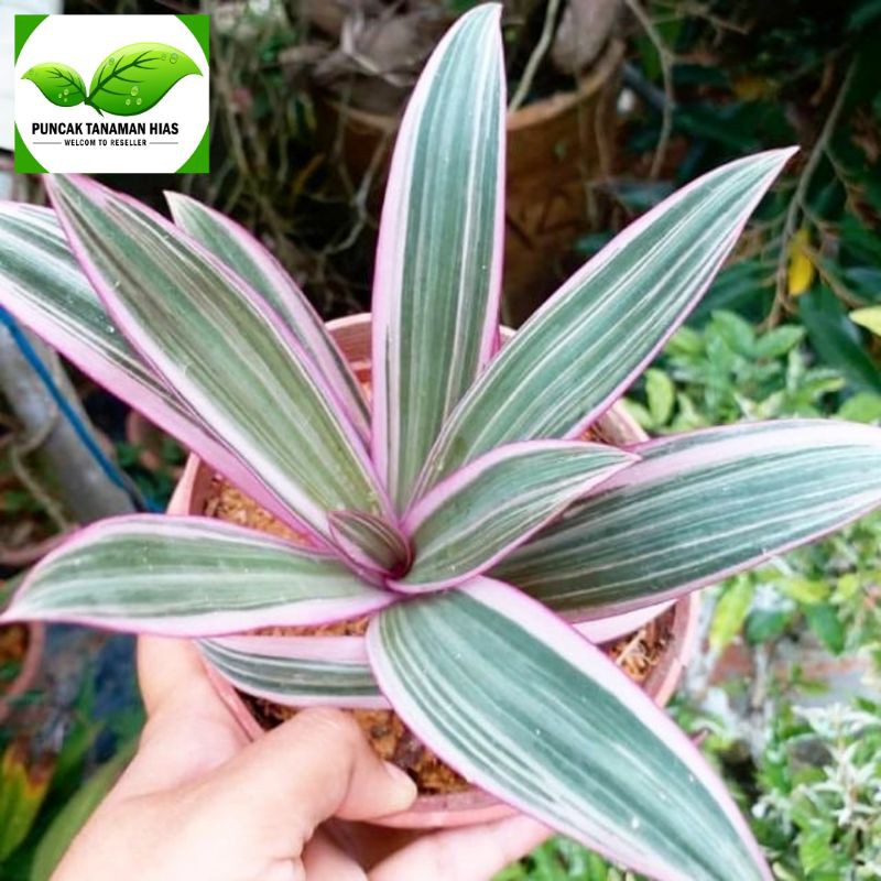 Tanaman adam hawa varigata - Adam hawa varigata