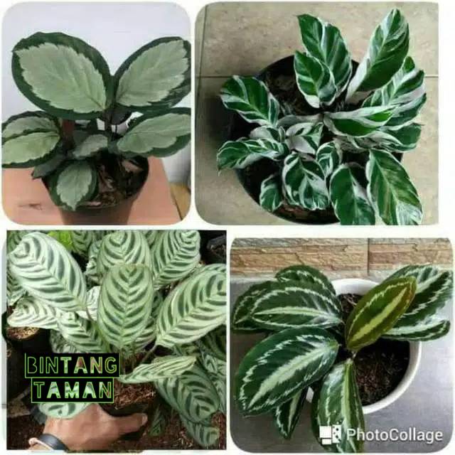 Tanaman Hias Paket 4 Jenis Calathea Tanaman Hias Indoor Shopee Indonesia