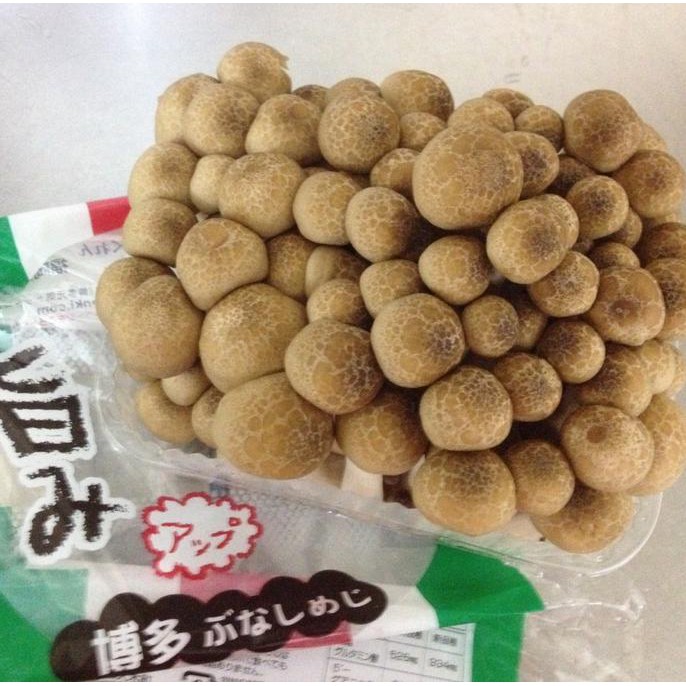 

Promo !! Jamur Shimeji Coklat 100gr/pack Terbaru