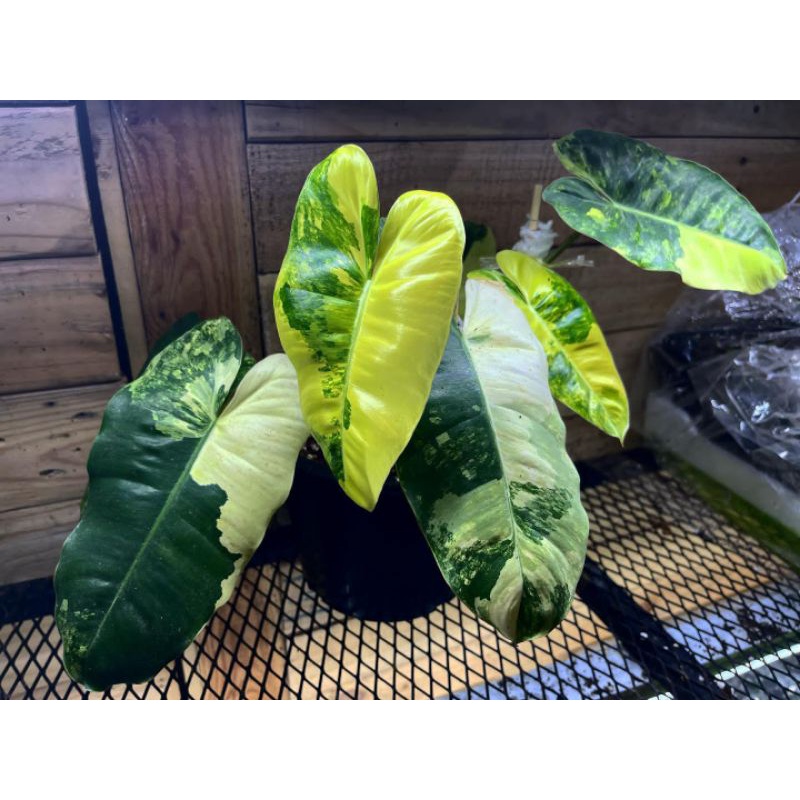 Tanaman Hias Philodendron Burlemax Varigata (Bonggol)