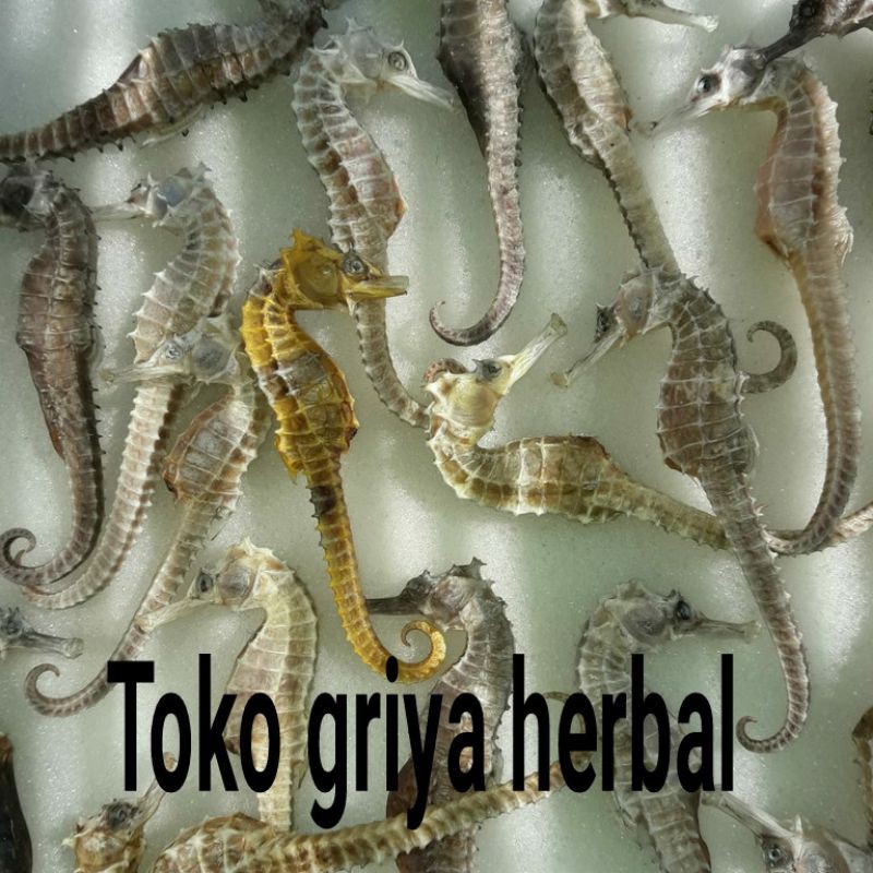 

Kuda Laut Kering Asli