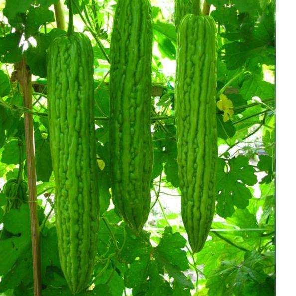 ⚡uper Kejutan Benih/Bibit pare/paria ASOKA F1 pertiwi 10 gr produck terlaris