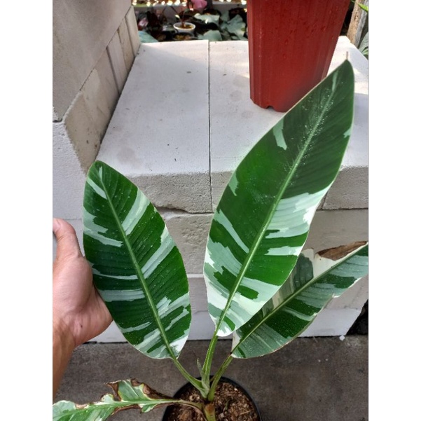 tanaman Hias Bunga Pisang emas Variegata musaea varigata pisang florida varigata musa florida