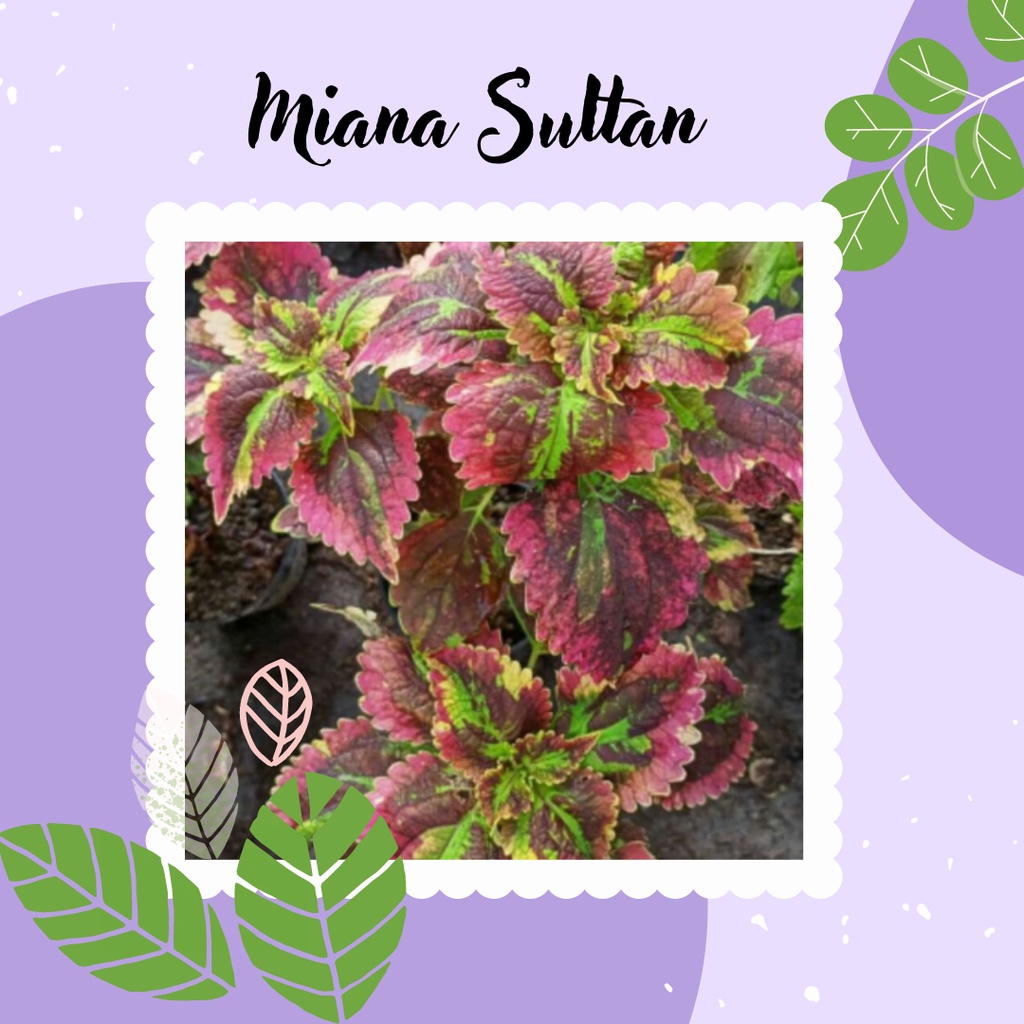 Miana Tanaman Miana Sultan Miana Premium ID Sultan Tanaman Hias Miana