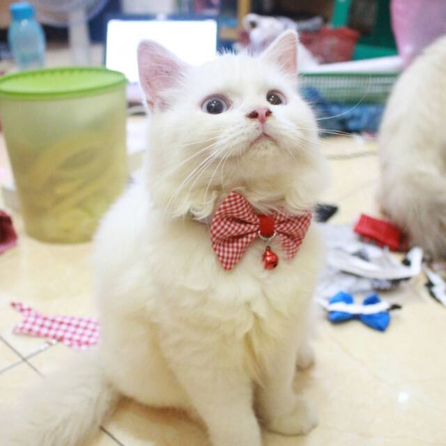 Dasi kupu-kupu kotak-kotak motif kecil untuk kucing / dasi lucu bowtie kucing size adult kitten