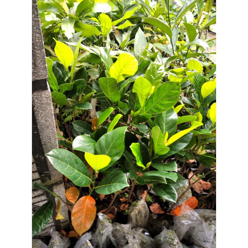 

Bibit buah nangka madu okulasi manis banget