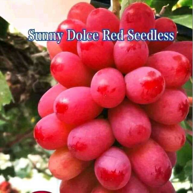 

SUNNY DOLCE RED SEEDLES ANGGUR IMPORT Premium Unggulan bisa COD