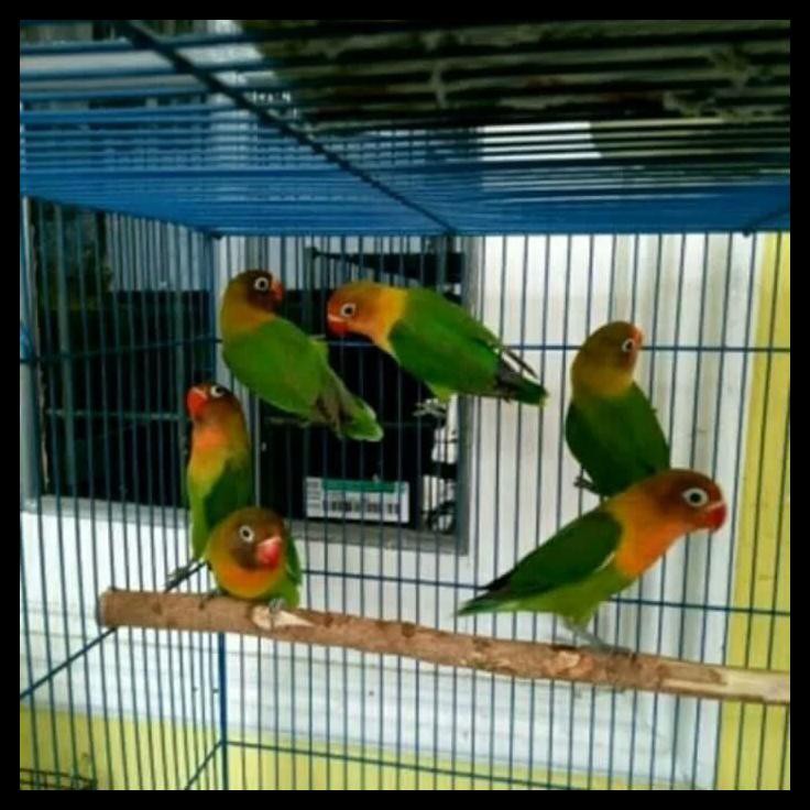 32++ Burung lovebird biru kobal terbaru