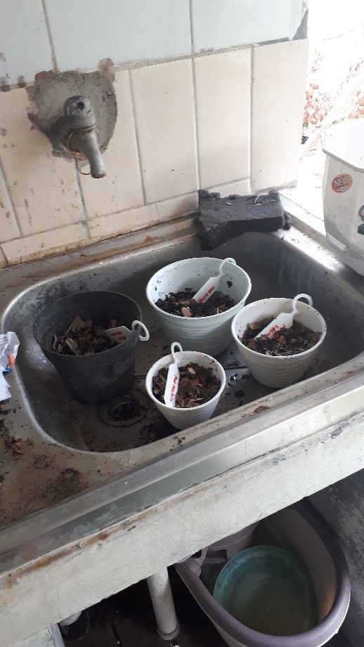 Ready Bonggol Aglonema Red Khocin