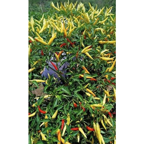 Cabe Kara F1 Cabe Rawit Hibrida 10 gr Original Pabrik Bintang Asia