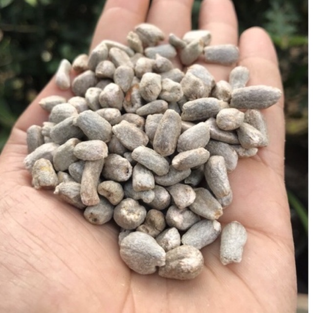 spora porang petik merah kering termurah [1kG]