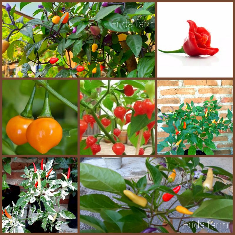 paket benih cabe hias 7 jenis