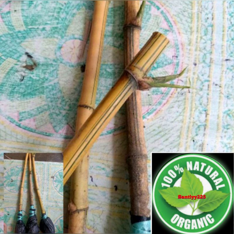 bibit bambu kuning super per 4 bibit