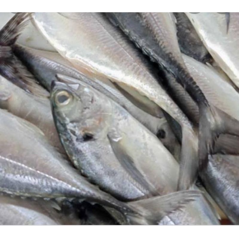 

Ikan Caru Segar 500gr/khusus Medan/Ikan Caru