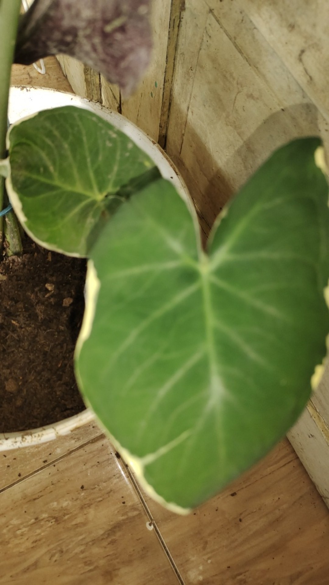 Keladi Tikus Variegata (mickey Mouse)