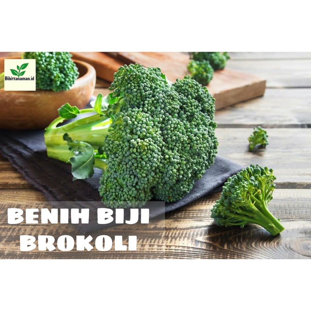 Benih Biji Bibit Brokoli/ Benih Brokoli hijau / Benih Sayuran Brokoli/Sayur Brokoli