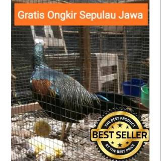 Doc Ayam Hutan Hijau Shopee Indonesia