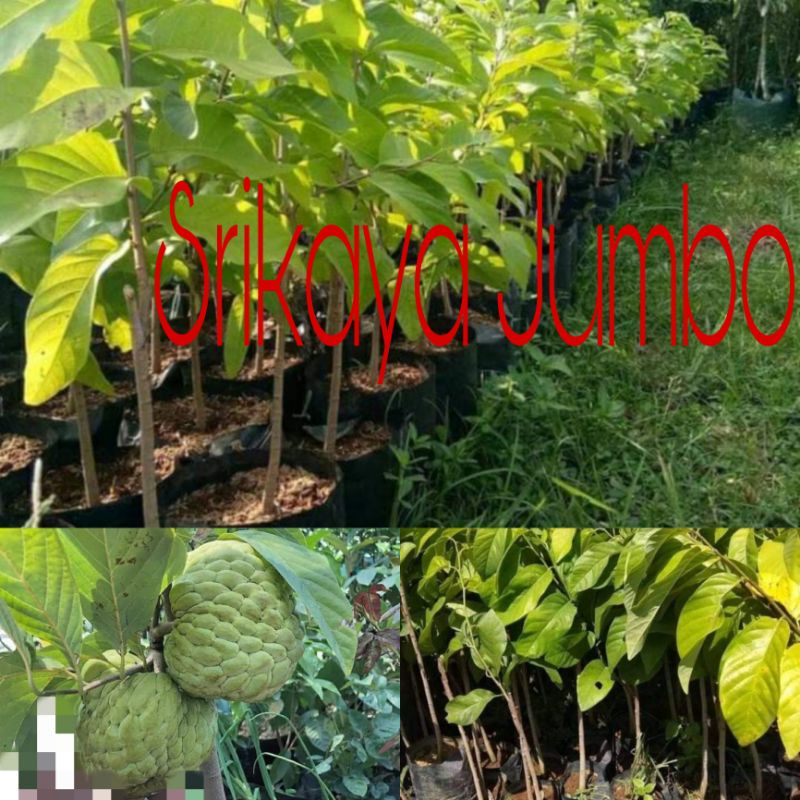 POHON SRIKAYA JUMBO OKULASI
