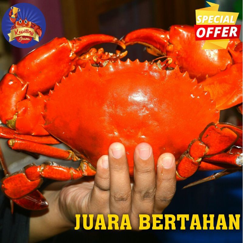 

Juara Bertahan (Kepiting Jumbo Size 1,5Kg Up)