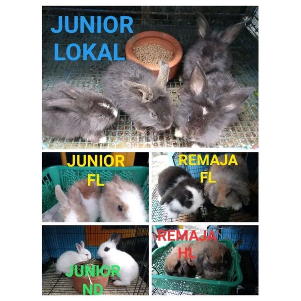kelinci, kelinci hias, kelinci lokal