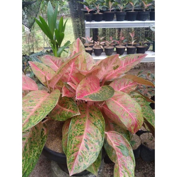 Aglonema Bigroy rumpun