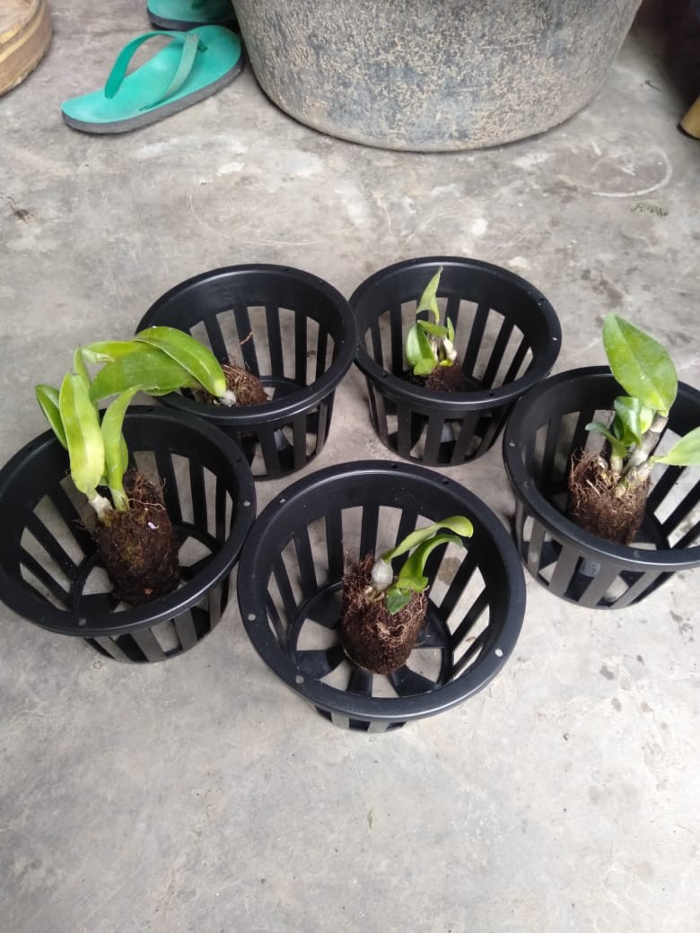 Bibit Anggrek Dendro - Seedling Hybrid Dendrobium Melintir - Keriting