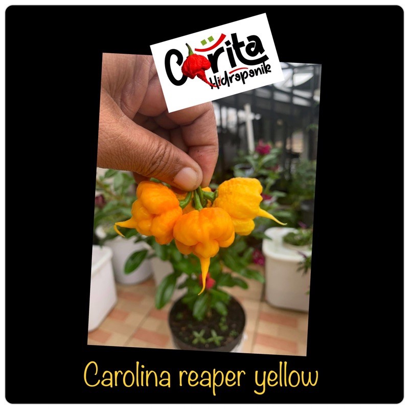 juah buah/pod cabe Carolina reaper yellow