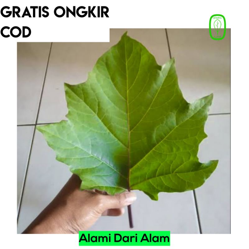 

Daun Kecubung Wulung Segar Herbal Alami COD