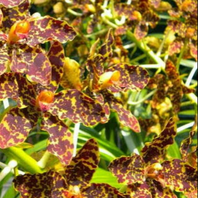 Bibit Anggrek Botolan Gramma Speciosum Papuanum