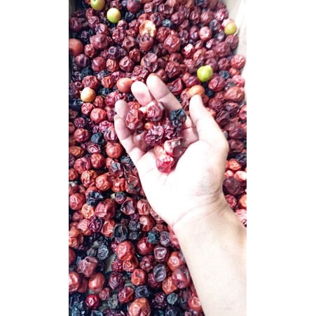 

PROMO!! BUAH BIDARA ARAB KERING ISI 100 PCS KEMASAN STANDING POUCH