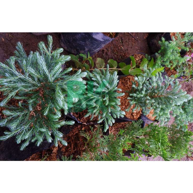 Tanaman Cemara Perak Biru (Juniperus Squamata) Blue Star- BAKUL KEMBANG